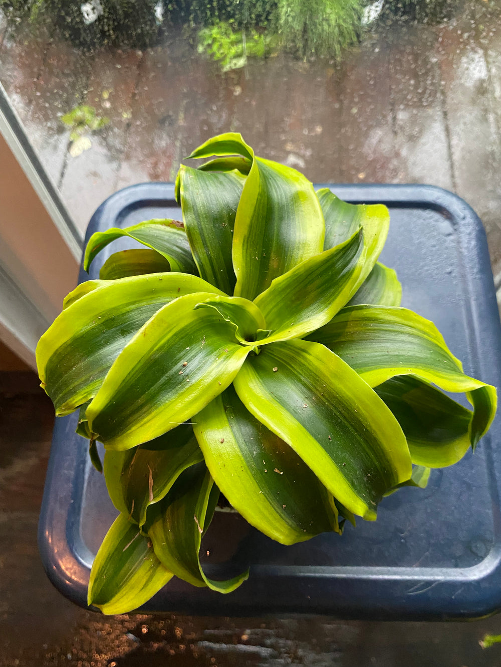 Dracaena fragrans 'Tornado'