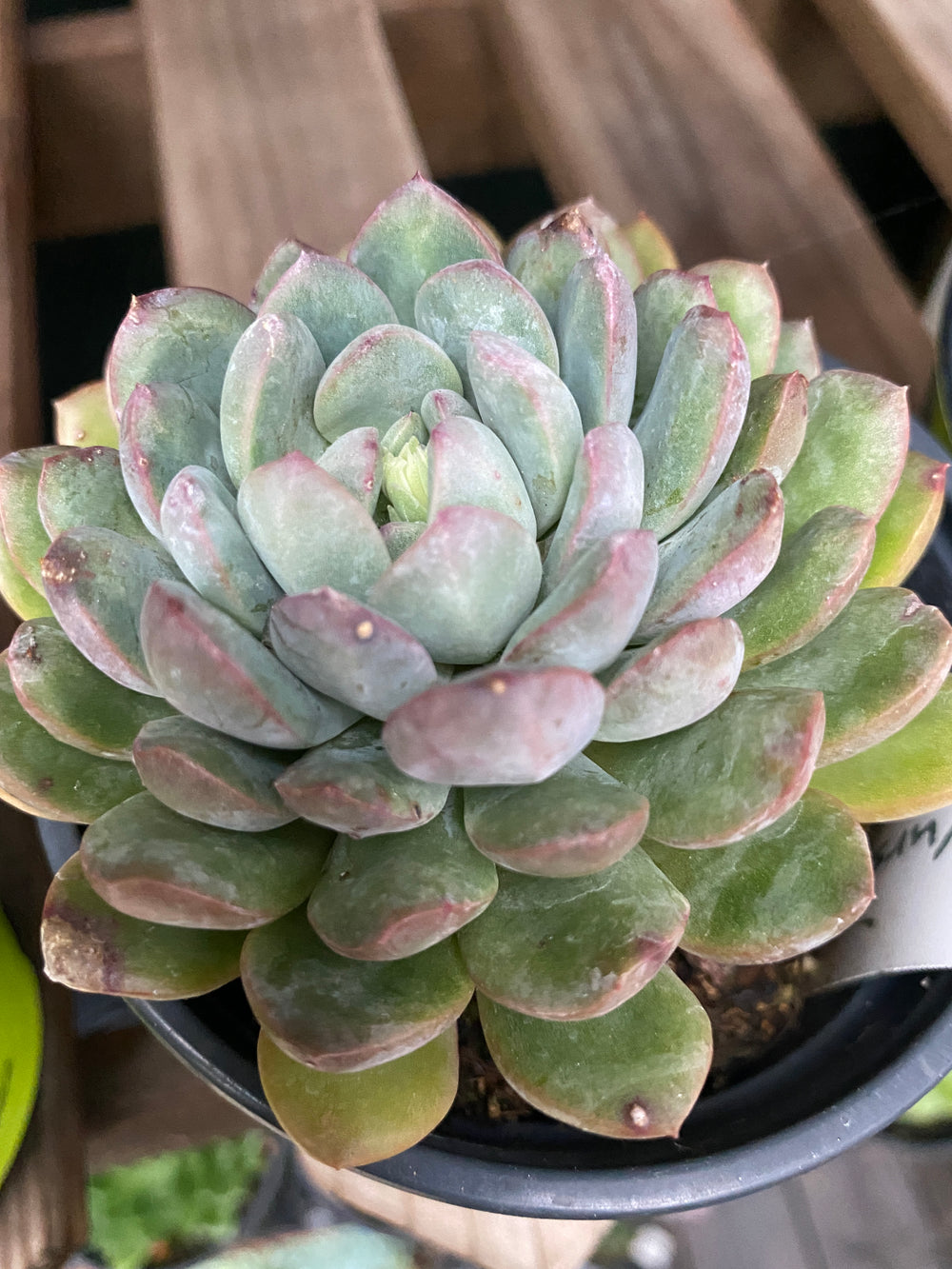 Echeveria 'King Midas'