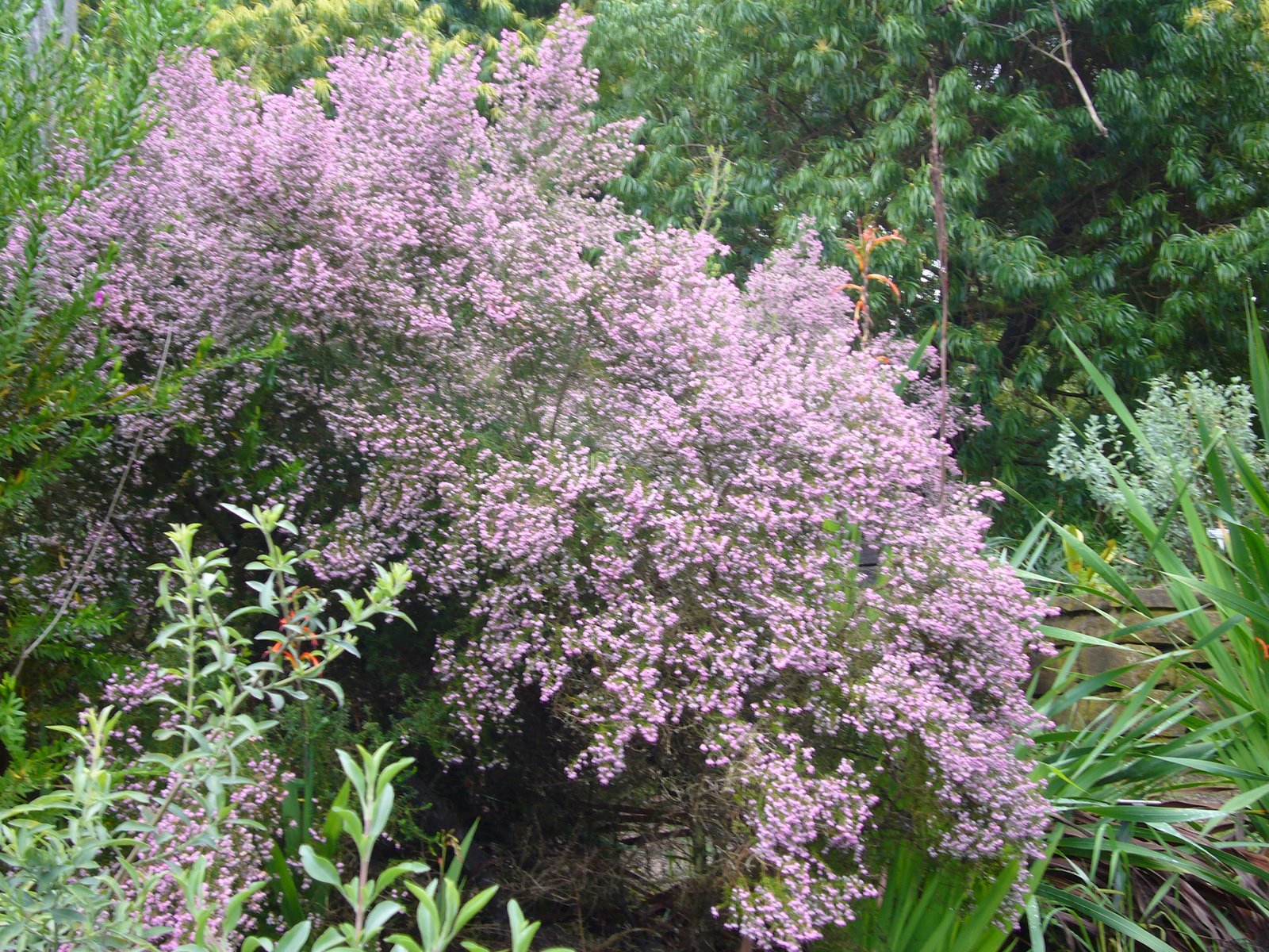 Erica canaliculata