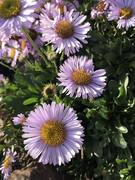 Erigeron glaucus 'Wayne Roderick' – Heron's Head Nursery