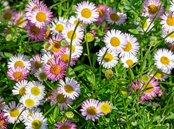 Erigeron karvinskianus 'Spindrift'