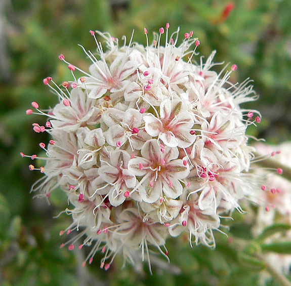 Eriogonum fasciculatum