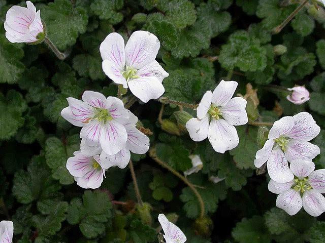 Erodium x variabile 'Album'