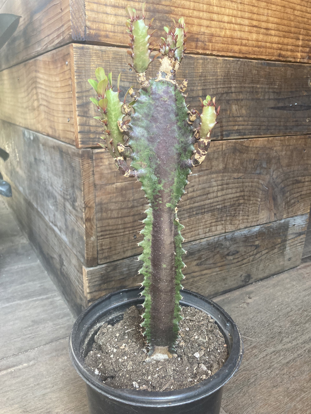 Euphorbia trigona