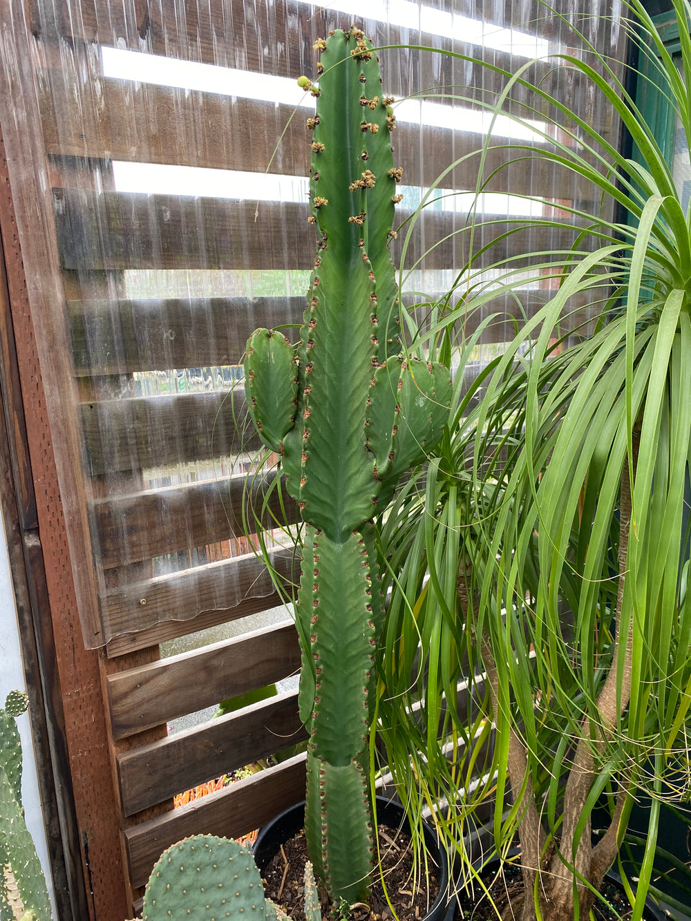 Euphorbia ingens