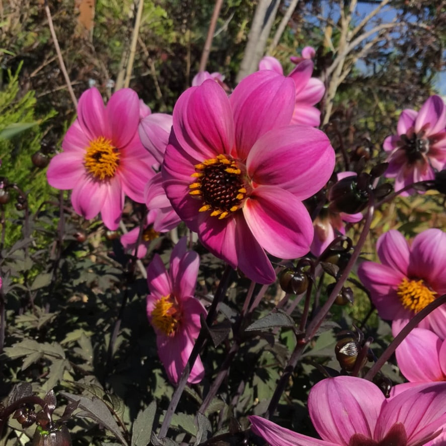 Dahlia hybrid 'Mystic Dreamer' – Heron's Head Nursery