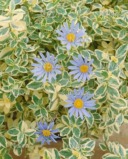 Felicia amelloides 'Variegata'