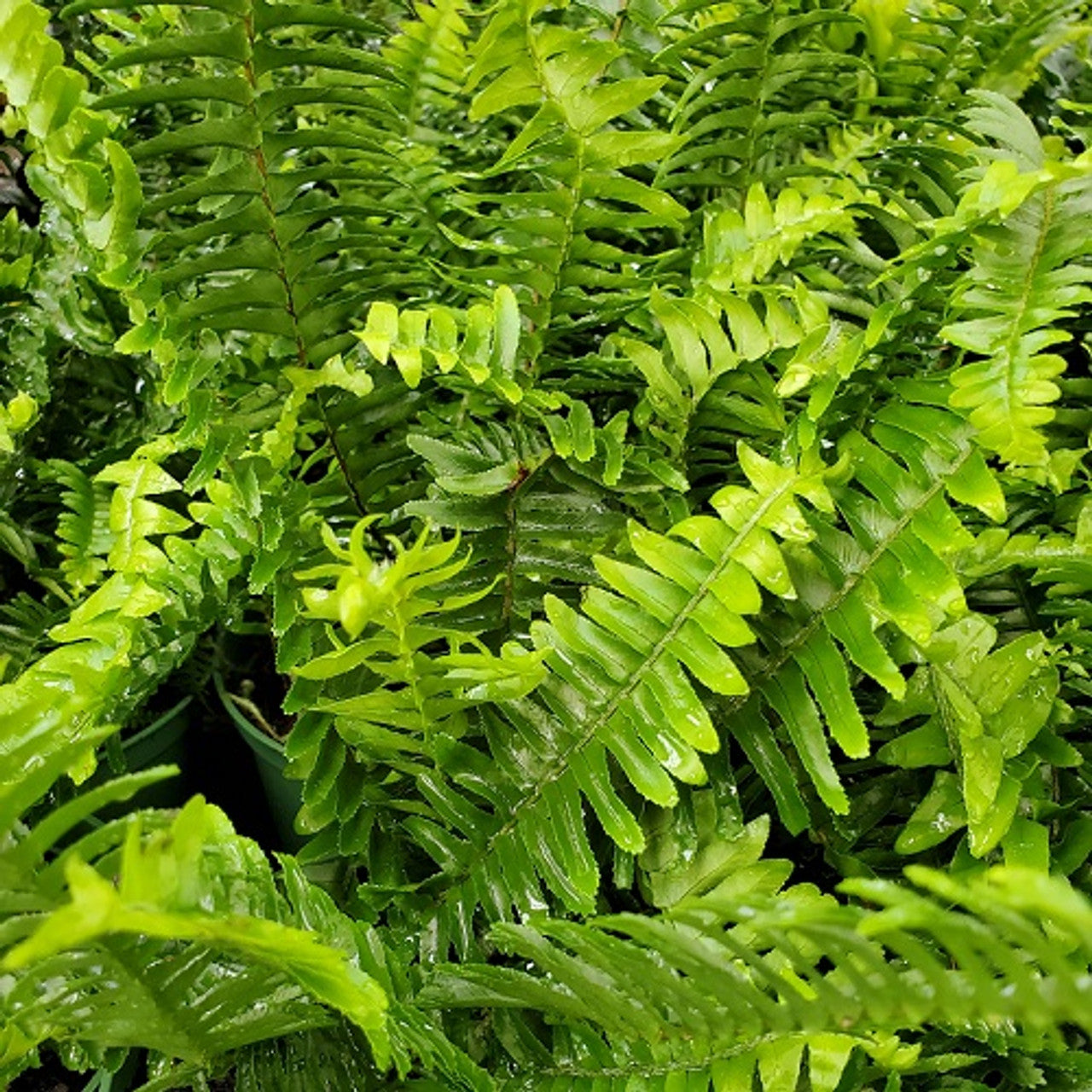 Nephrolepis cordifolia 'Kimberly Queen' – Heron's Head Nursery