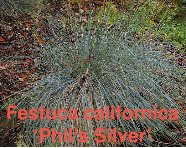 Festuca californica 'Phils Silver'