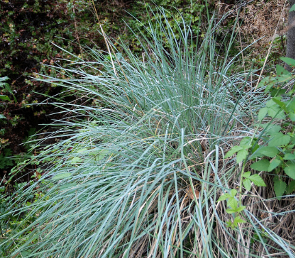 Festuca californica