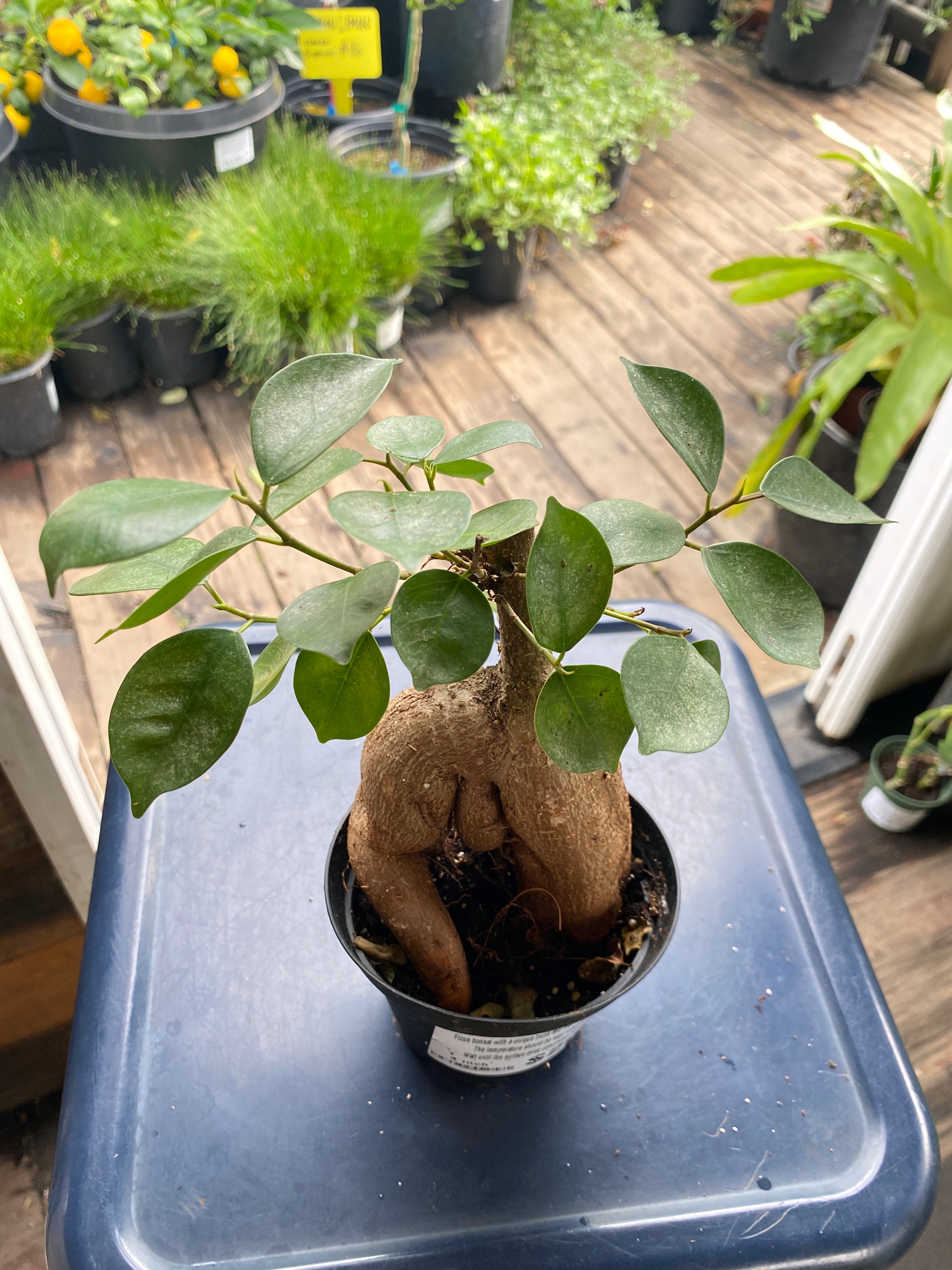 Ficus 'Ginseng  Character'