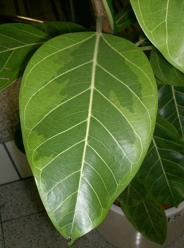 Ficus altissima