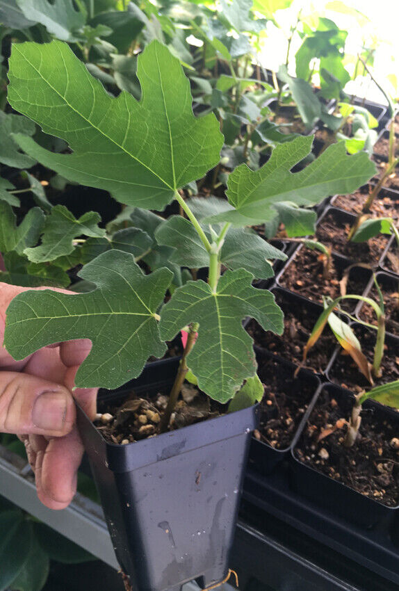 Ficus carica "Black Mission Fig"