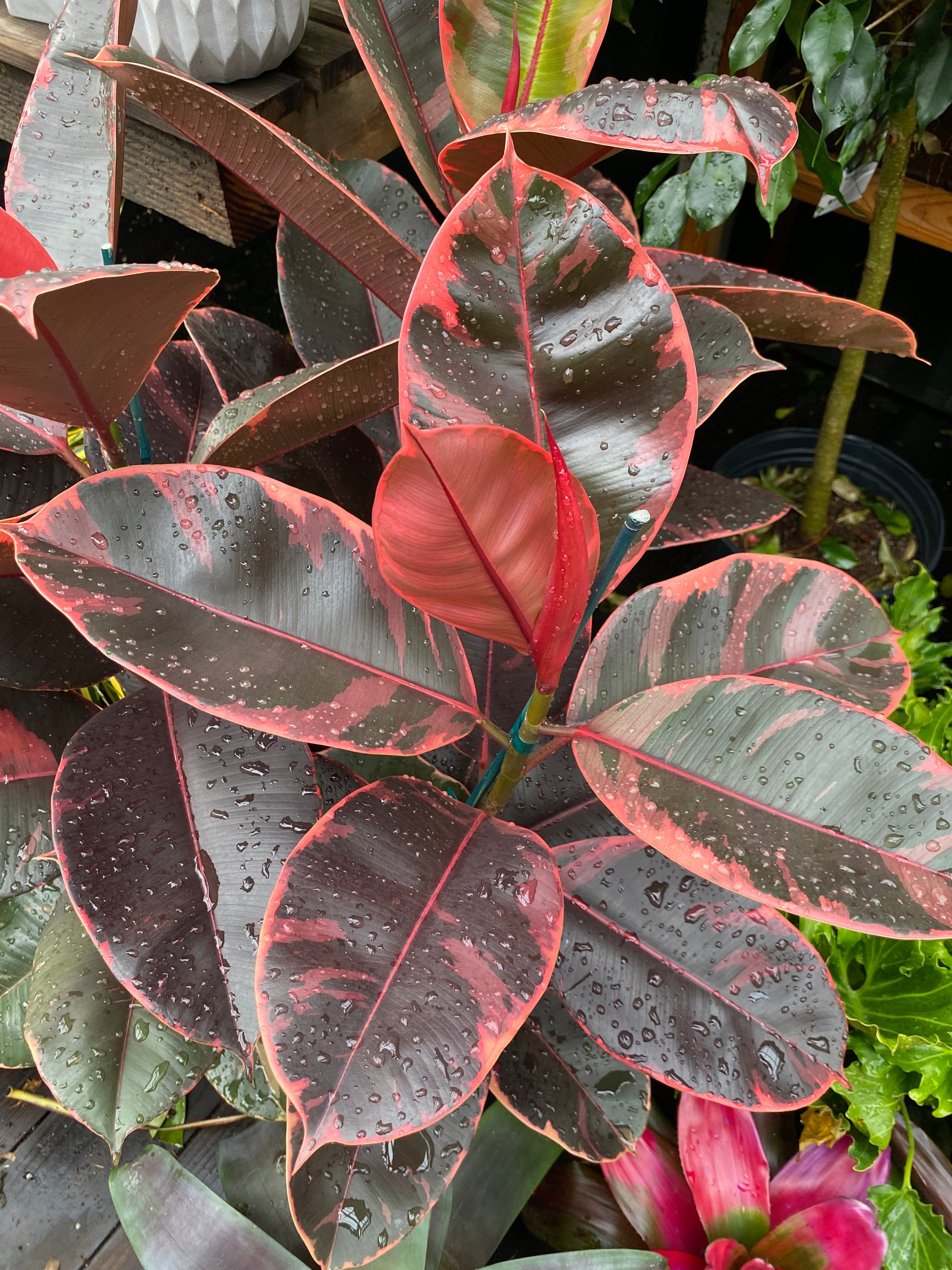 ficus elastica decora rubber tree Ficus elastica (decora) 'Ruby' – Heron's Head Nursery