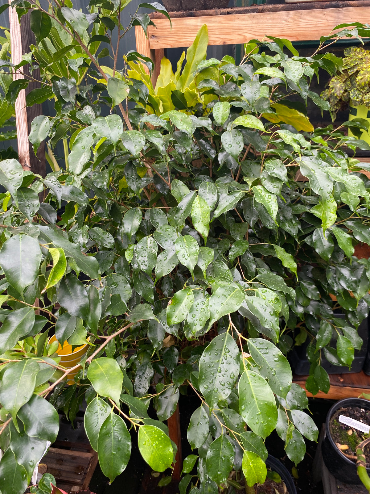 Ficus 'Midnight' – Heron's Head Nursery