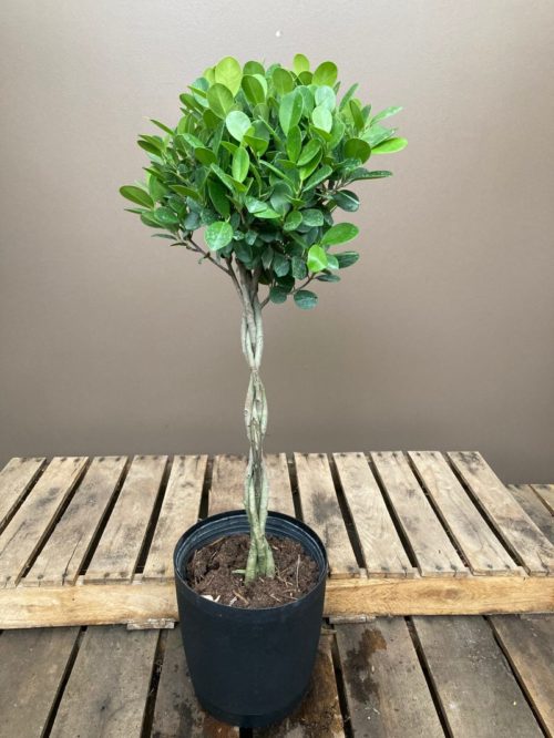 Ficus Moclame 