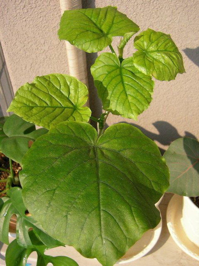 Ficus umbellata