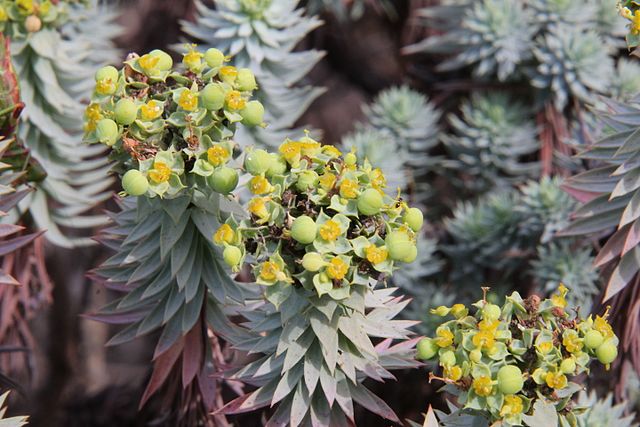 Euphorbia pithyusa 'Acid Wash'