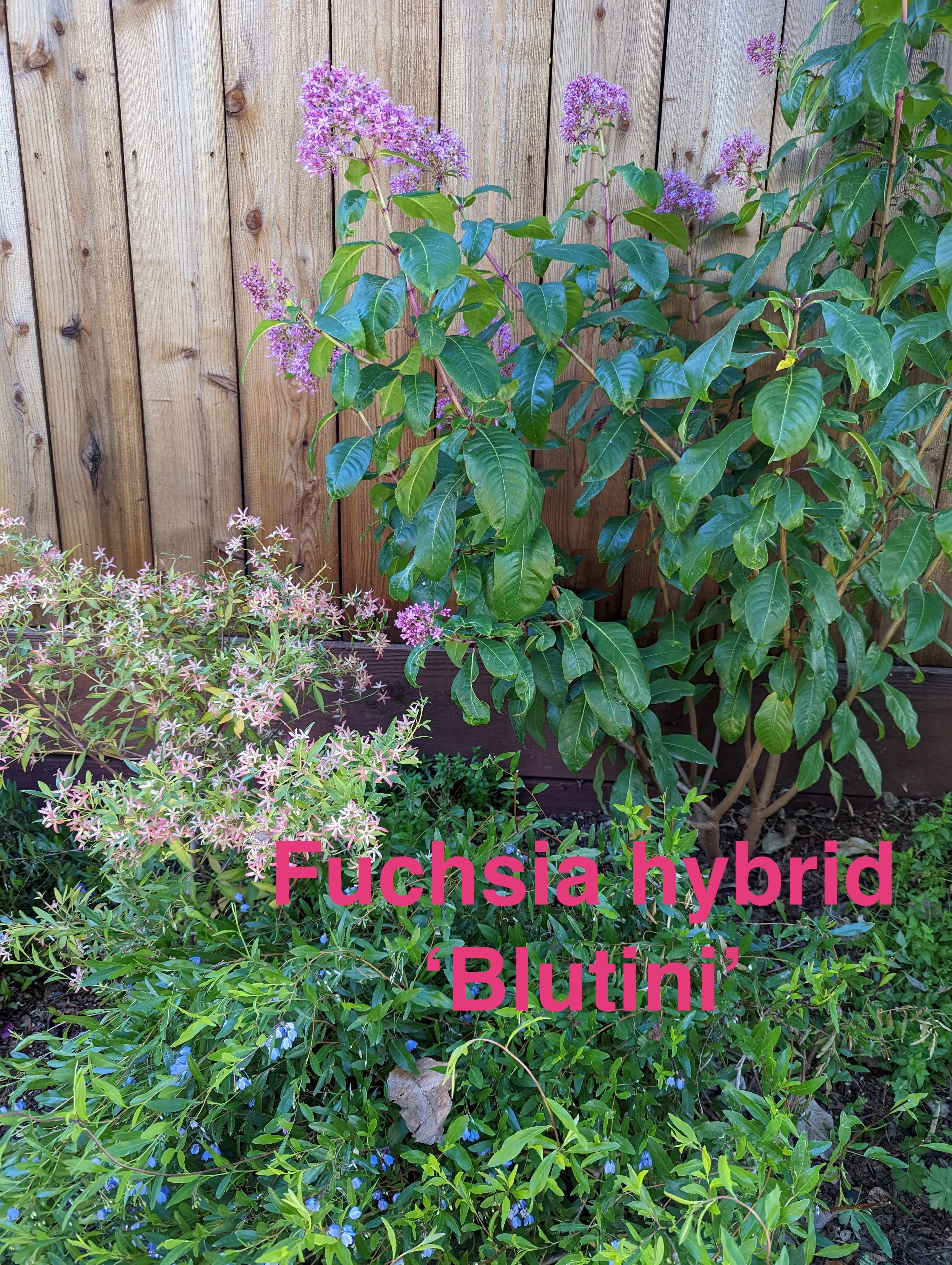 Fuchsia hybrid 'Blutini'