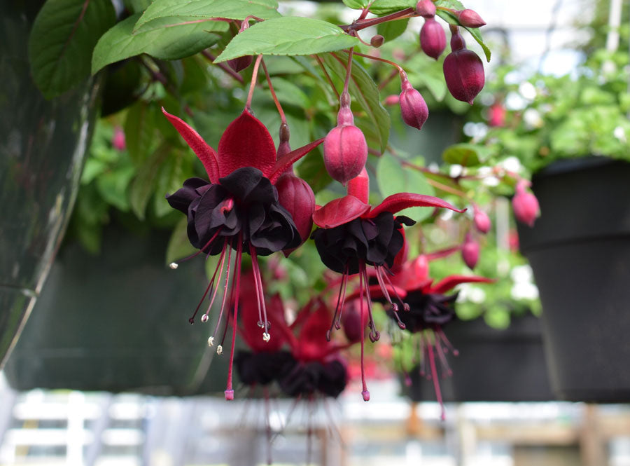 Fuchsia 'Blacky Midnight'