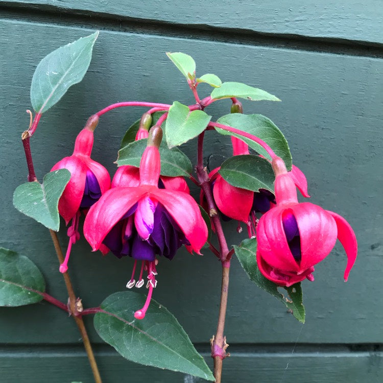 Fuchsia 'Mrs. McDowell'