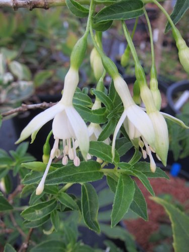 Fuchsia magellanica 'Hawkeshead'