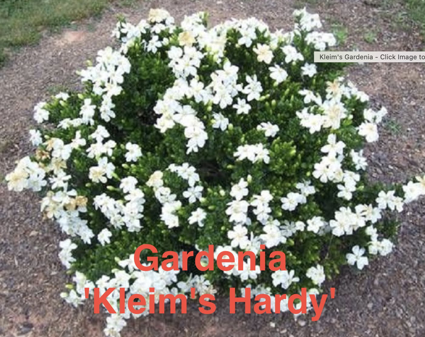 Gardenia 'Kleim's Hardy'