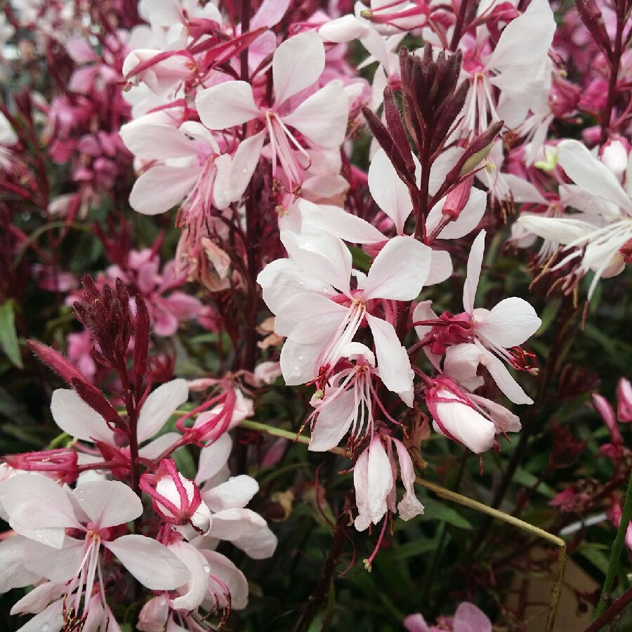 Gaura lindheimeri 'Gaudi Pink'