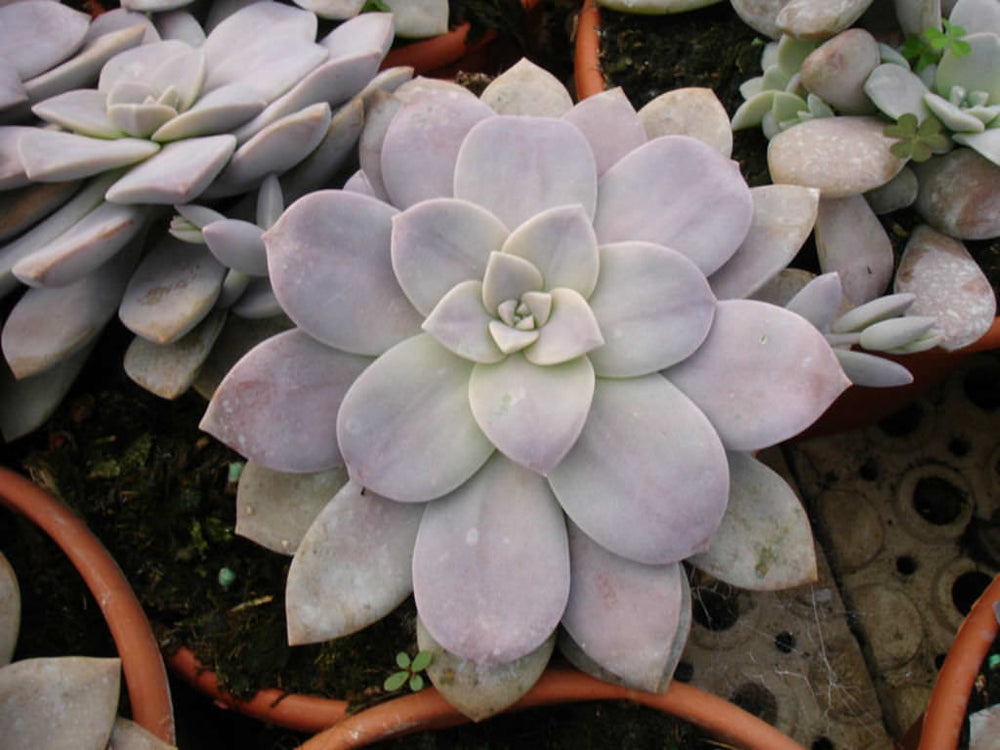 Graptopetalum pentandrum