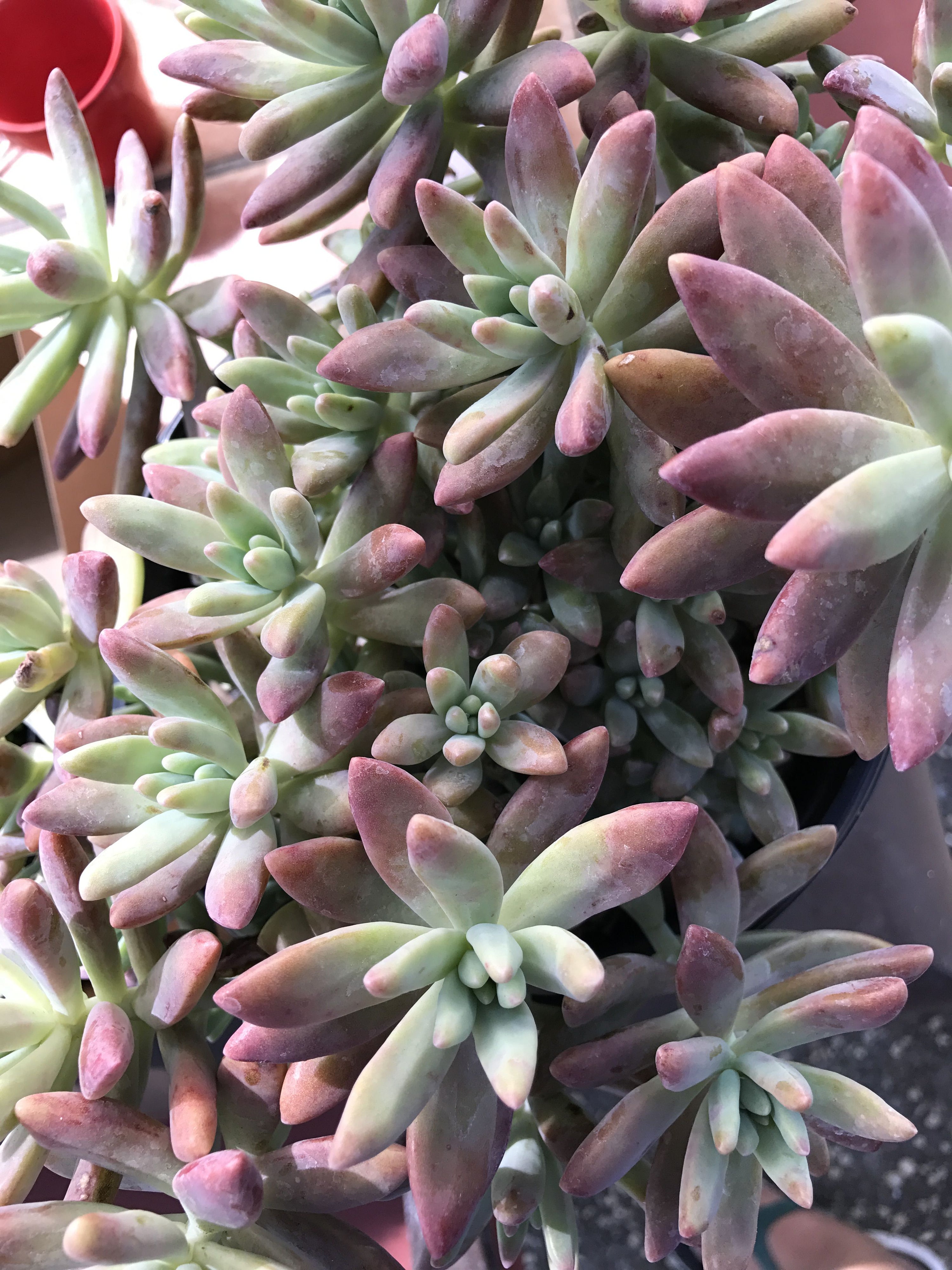 darley sunshine succulent Graptosedum 'Darley Sunshine'