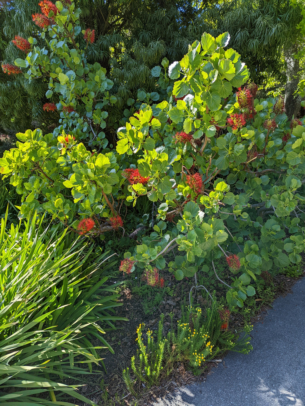 Greyia sutherlandii (25)