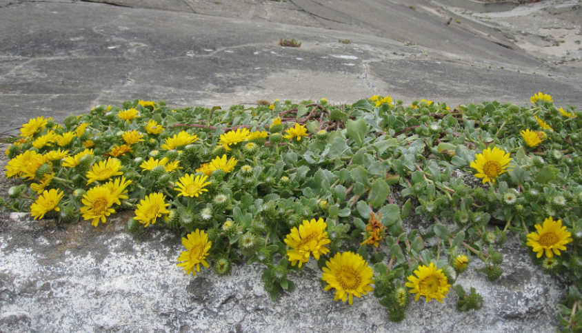 Grindelia stricta var. platyphylla