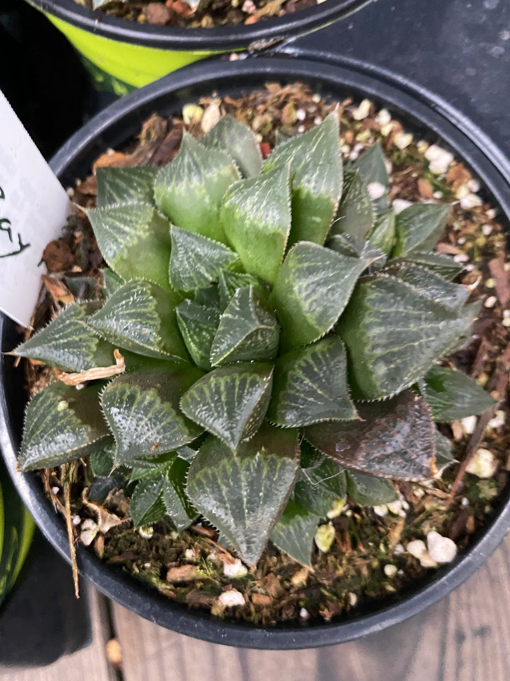 Haworthia keganii 'Choco Red'