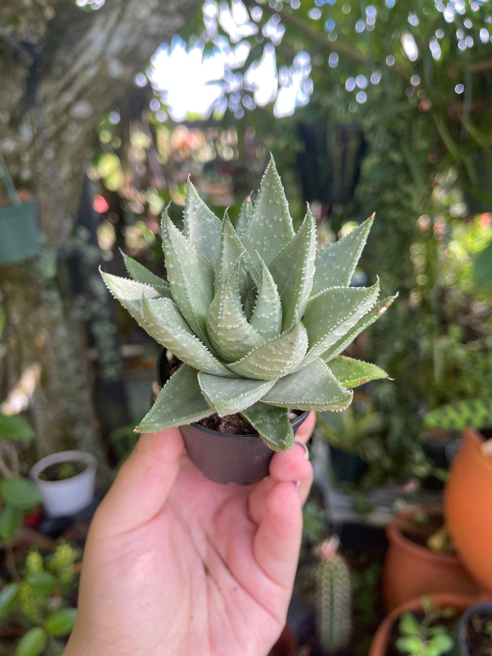 Haworthia 'Savanna'