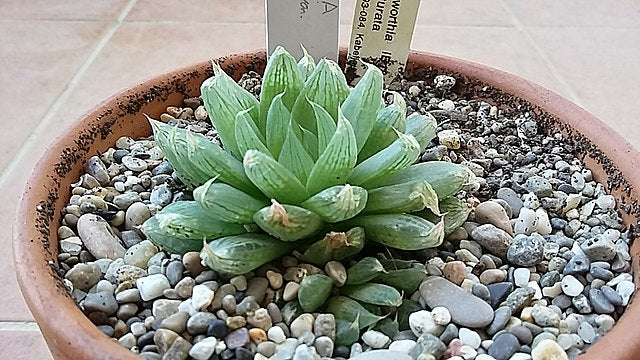 Haworthia cooperi