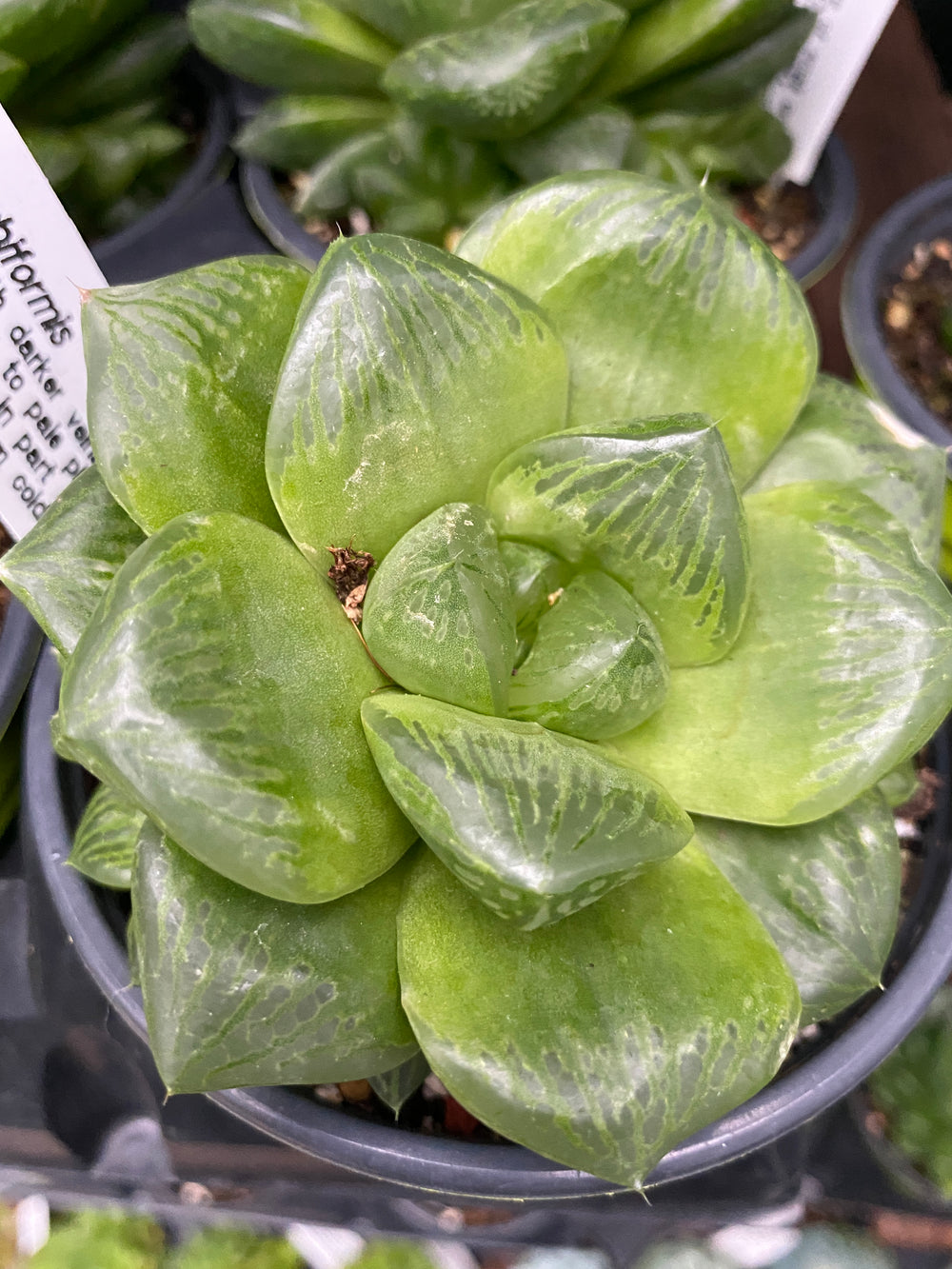 Haworthia cymbiformis