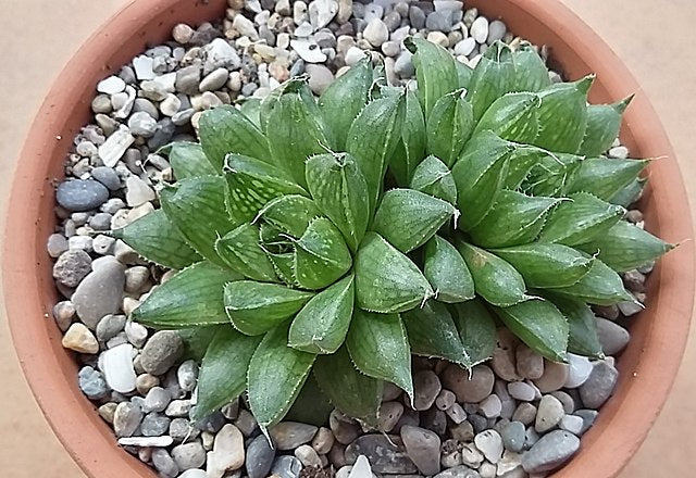 Haworthia marumiana var. batesiana