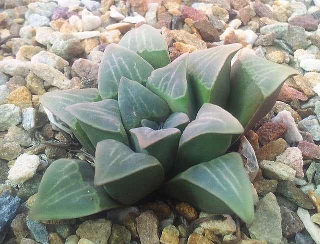 Haworthia mutica