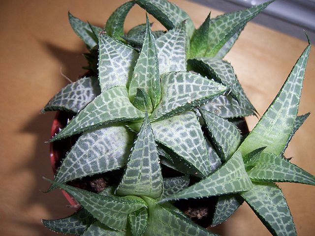 Haworthia tessellata