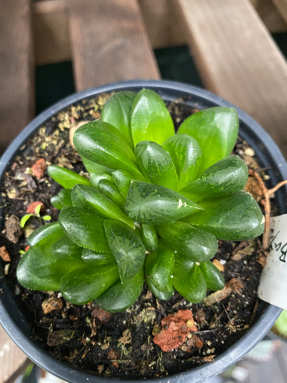 Haworthia truncata hybrid