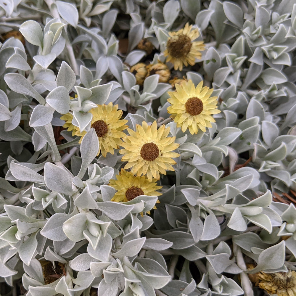 Helichrysum argyrophyllum "Golden Guinea Everlasting"