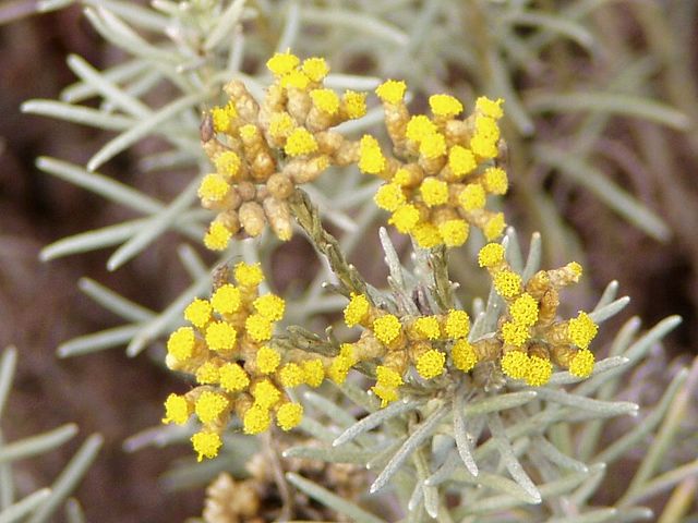 Helichrysum italicum 'Dwarf'