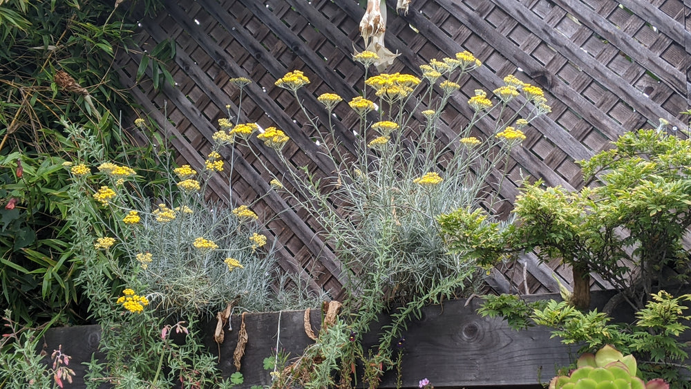 Helichrysum thianschanicum 'Icicles'