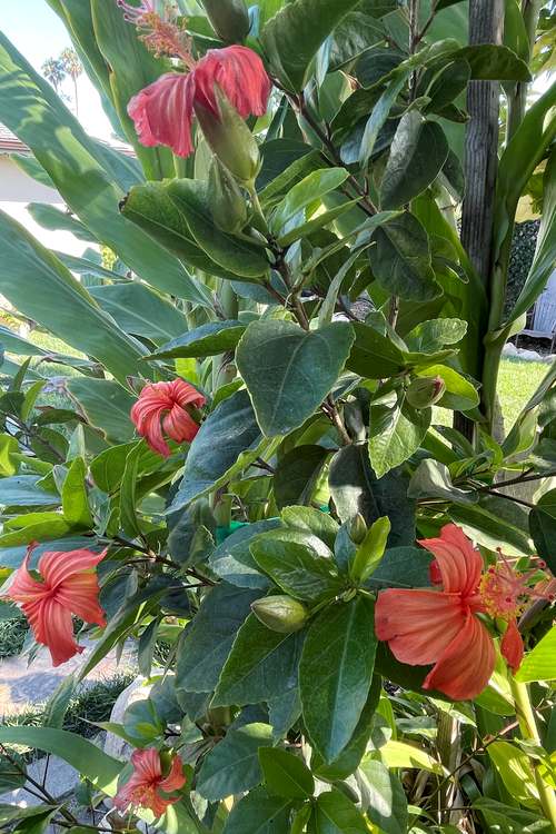 Hibiscus saintjohnianus