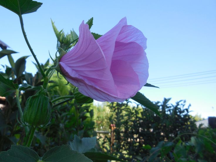 Hibiscus cisplatinus 'Rosa del Rio'