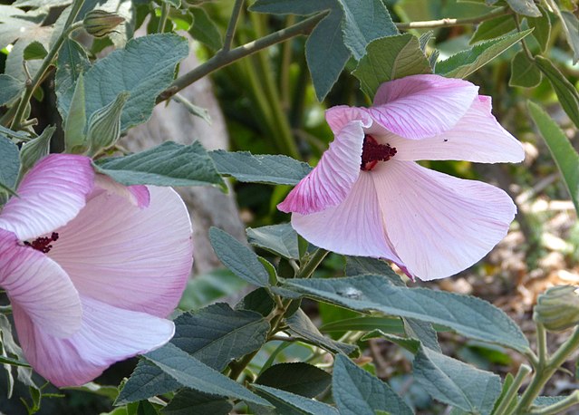 Hibiscus splendens