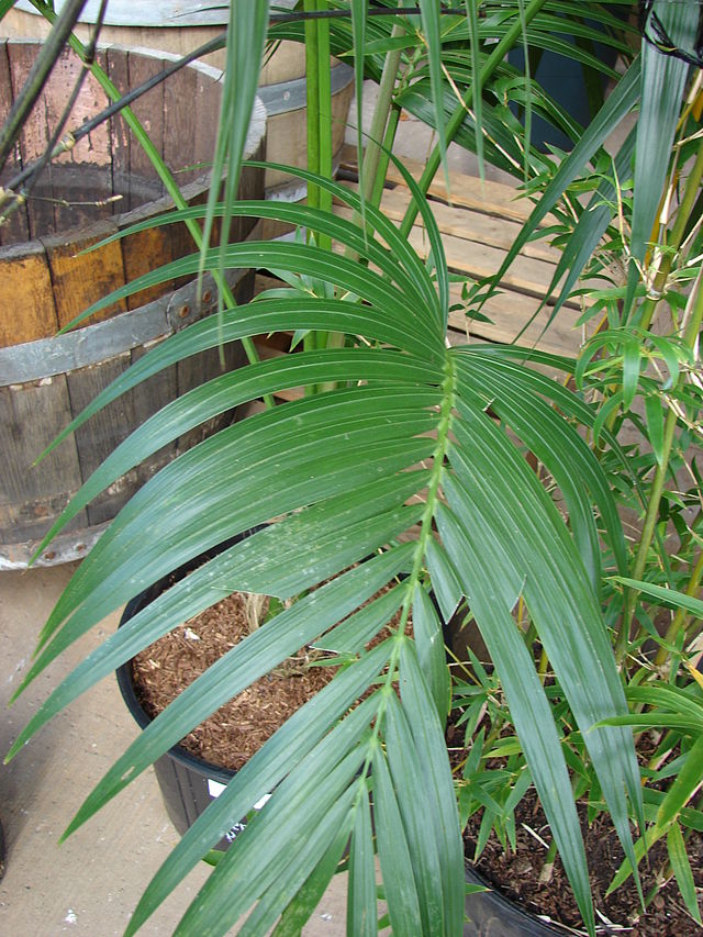 kentia palm plant for sale Howea Forsteriana (Kentia Palm) – Heron's Head Nursery