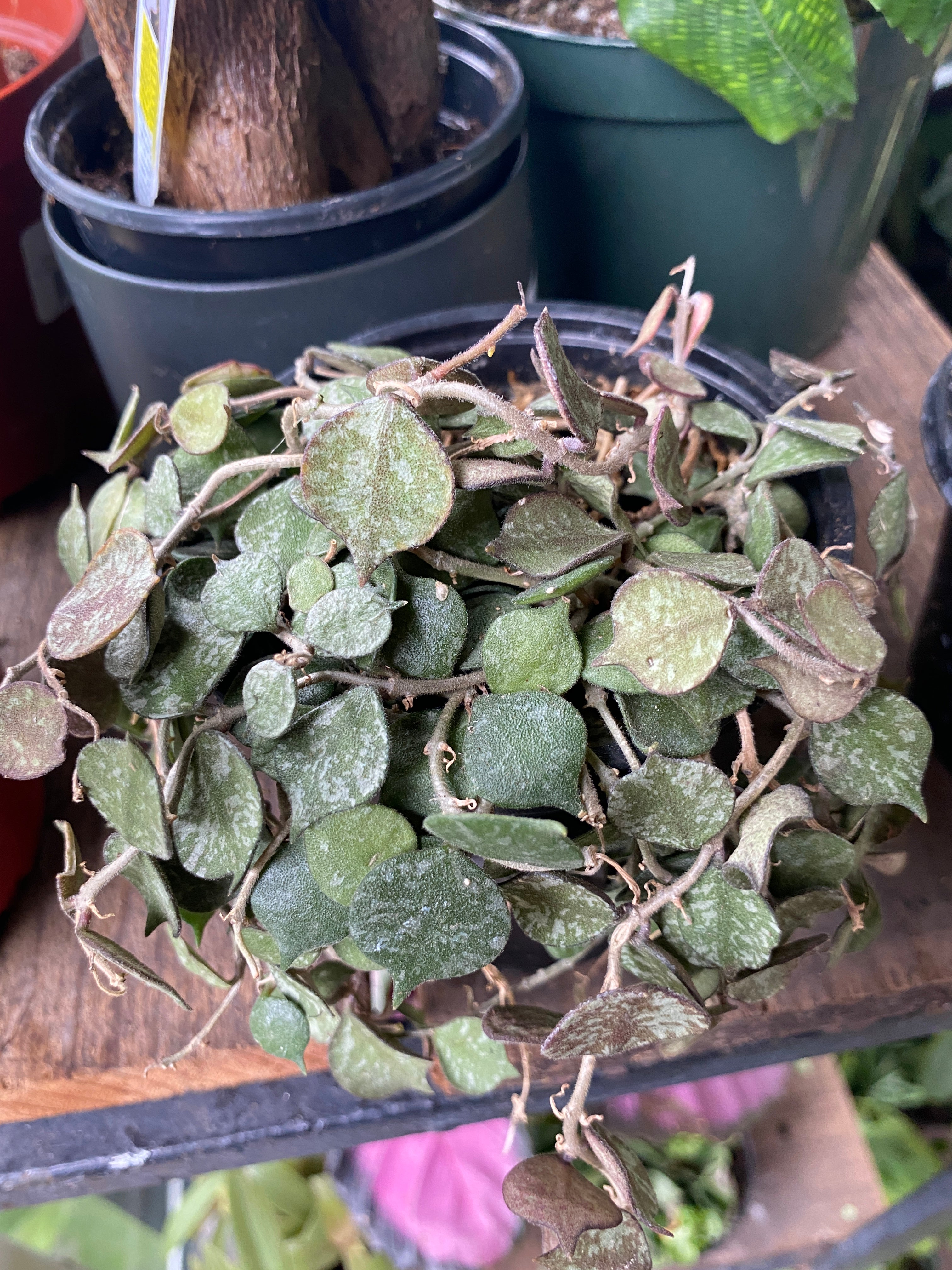 Hoya curtisii – Heron's Head Nursery