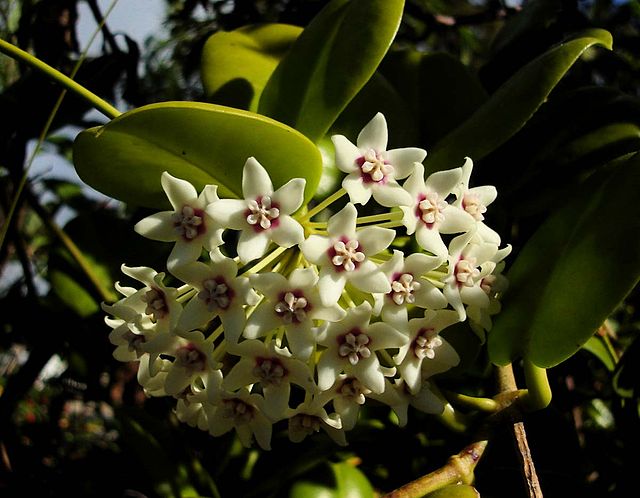 Hoya australis