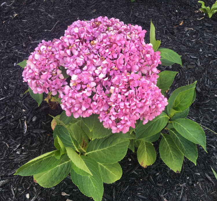 Hydrangea macrophylla 'Nigra Pink'